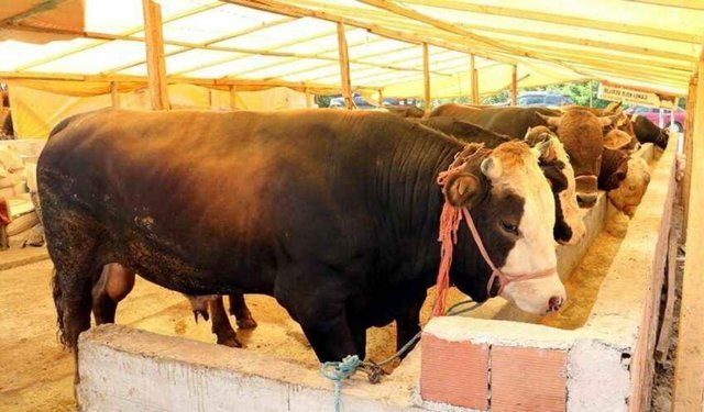 Veteriner hekimden kurbanlık uyarısı: “Dişi hayvanları kurban olarak seçmeyelim”