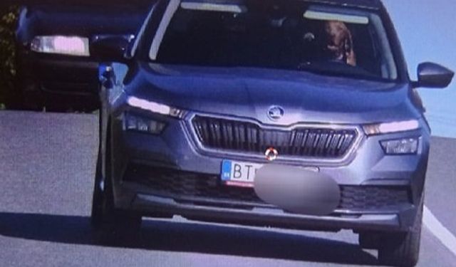 Aracın direksiyonundaki köpek kameralara yakalandı
