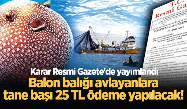 Balon balığı avlayanlara tane başı 25 TL ödeme yapılacak! Karar Resmi Gazete'de yayımlandı