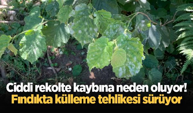 Ciddi rekolte kaybına neden oluyor! Fındıkta külleme tehlikesi sürüyor