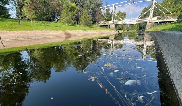 Sakarya Nehri'ni besleyen Porsuk Çayı’nda tedirgin eden görüntü