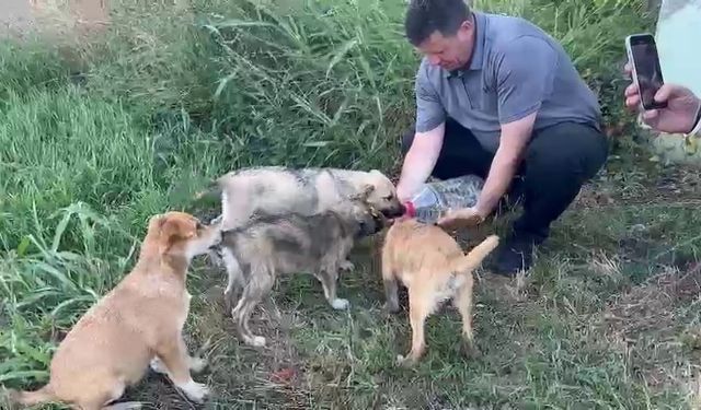 Belediye başkanından örnek davranış: Yavru köpeklere elleriyle su içirdi