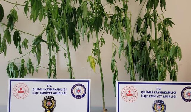 Düzce'de polis uyuşturucuya geçit vermiyor