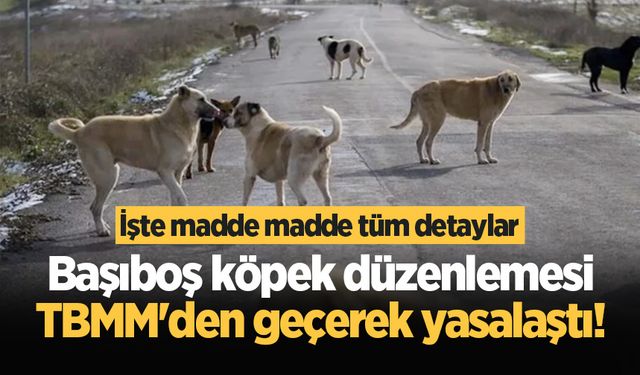 Başıboş köpek düzenlemesi TBMM'den geçerek yasalaştı!