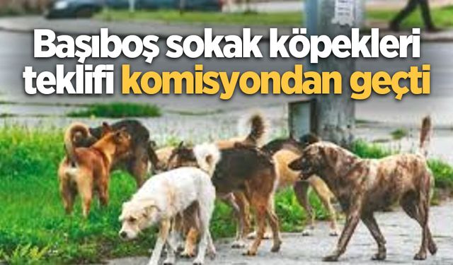 Başıboş sokak köpekleri teklifi komisyondan geçti