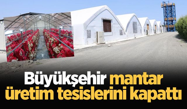 Büyükşehir mantar üretim tesislerini kapattı