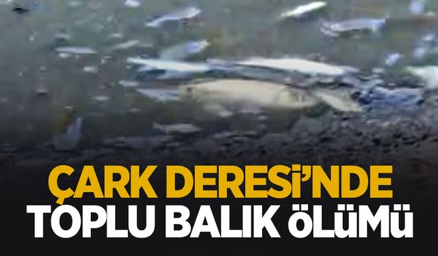 Çark Deresi'nde toplu balık ölümü