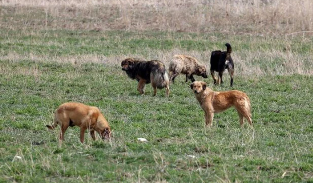 Sokak hayvanları yasa teklifinde “ötenazi” ibaresi metinden çıkarıldı