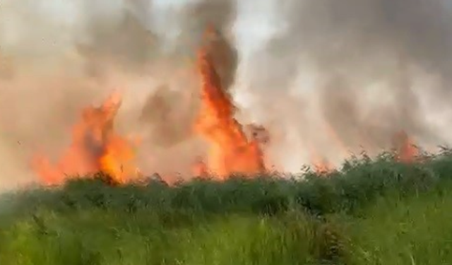 İznik Gölü'nde sazlık yangını