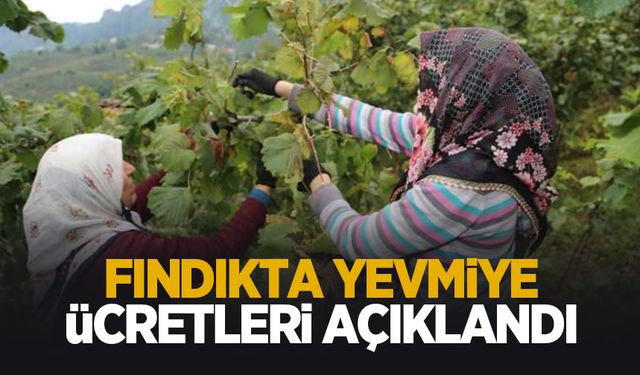 Fındık yevmiye ücretleri açıklandı