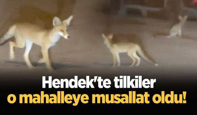 Hendek'te tilkiler o mahalleye musallat oldu!