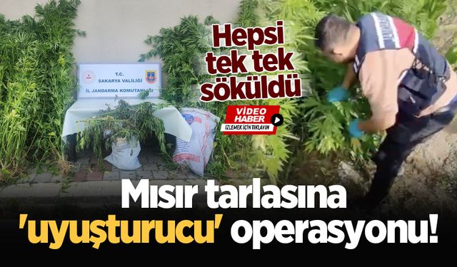 Mısır tarlasına 'uyuşturucu' operasyonu! Hepsi tek tek söküldü