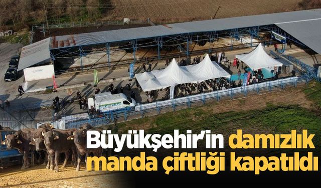 Büyükşehir'in damızlık manda çiftliği kapatıldı