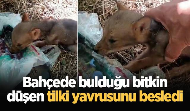 Bahçede bulduğu bitkin düşen tilki yavrusunu besledi