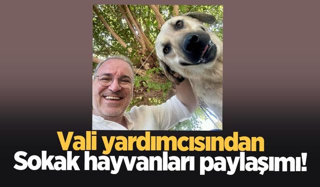 Sakarya Vali Yardımcısından sokak hayvanları paylaşımı!