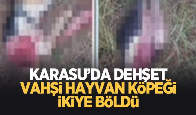 Dehşete düşüren olay; Köpeği ikiye böldü