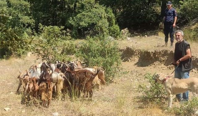 Kaybettiği küçükbaş hayvanlarını jandarma buldu