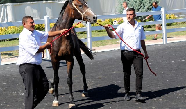 Tay satışından tek seferde 20 milyon 845 bin liralık gelir