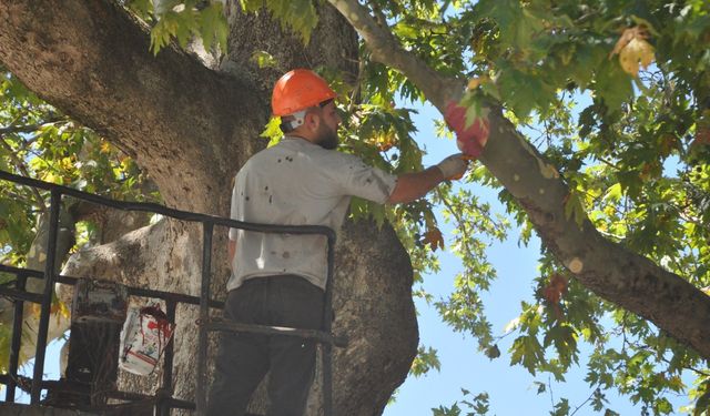 350 yıllık çınar ağacı bakıma alındı