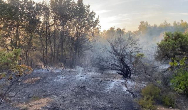 Gebze'de ormanlık alanda yangın çıktı