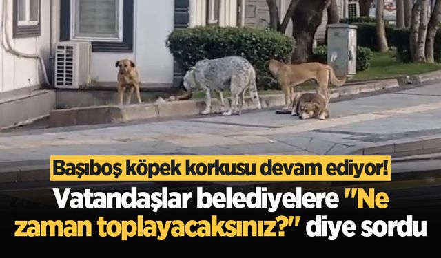 Başıboş köpek korkusu devam ediyor! Vatandaşlar belediyelere "Ne zaman toplayacaksınız?" diye sordu