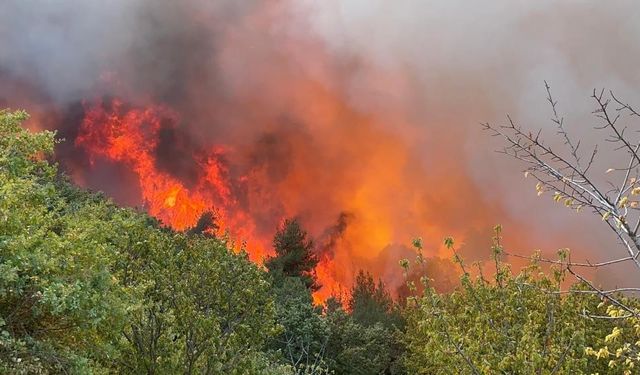 İznik'te orman yangını; Sakarya'dan da ekipler sevk edildi