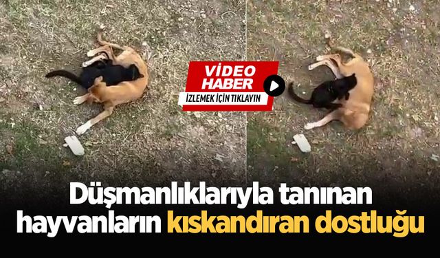 Düşmanlıklarıyla tanınan hayvanların kıskandıran dostluğu