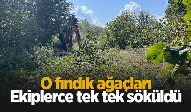 Ormana kaçak dikilen fındık ağaçları söküldü