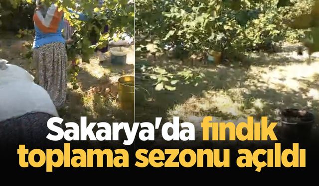 Sakarya'da fındık toplama sezonu açıldı