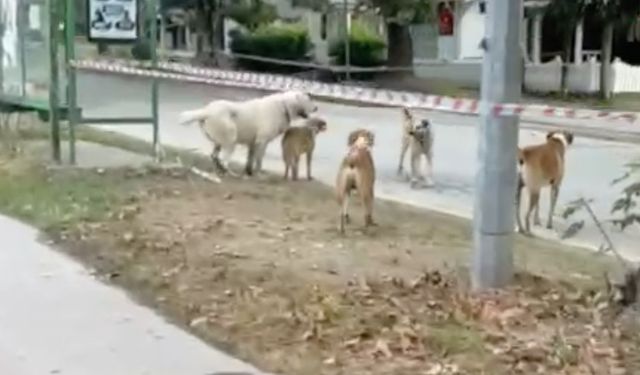 Kırkpınar’da kalabalık köpekler korkutuyor: Sabah koşu yapanlar belediyeye seslendi