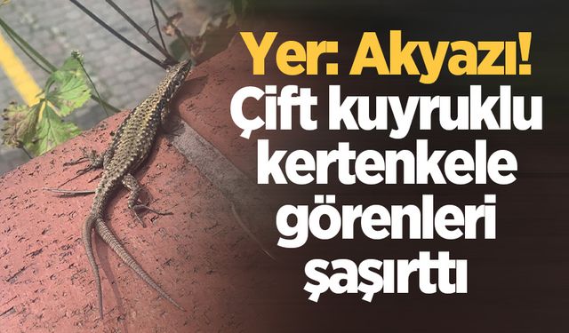 Yer: Akyazı! Çift kuyruklu kertenkele görenleri şaşırttı