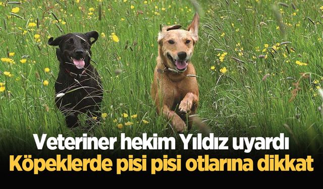 Veteriner hekim Yıldız uyardı: Köpeklerde pisi pisi otlarına dikkat