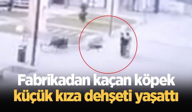 Fabrikadan kaçan köpek küçük kıza dehşeti yaşattı