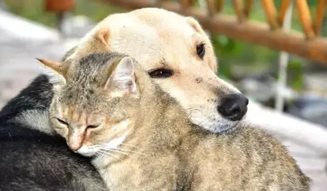 Veteriner Hekim Yıldız'dan Dünya Hayvanları Koruma günü açıklaması