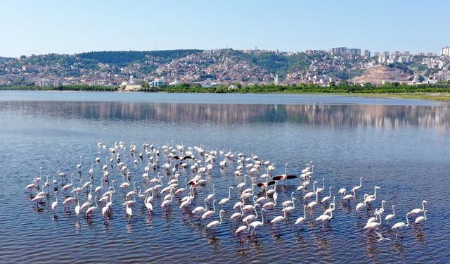 İzmit Körfezi'ndeki flamingo sayısında artış gözlendi