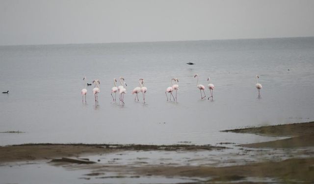 Flamingolardan İznik Gölü'nde görsel şölen