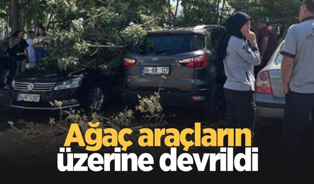 Parkta ağaç araçların üzerine devrildi