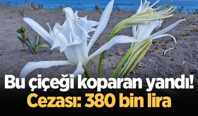 Nesli tehlikede olan bu çiçeği kopartmanın cezası: 380 bin lira