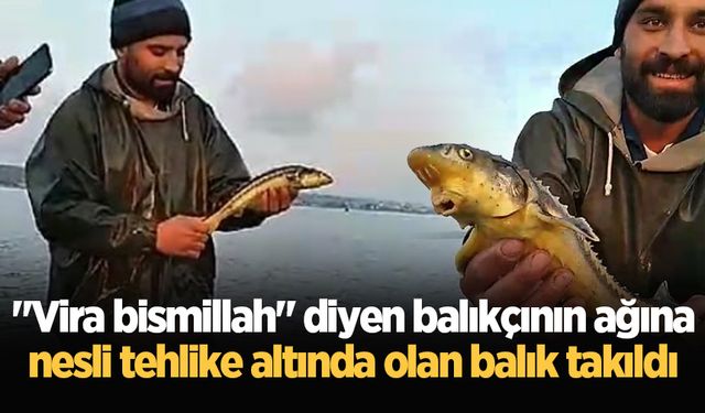 "Vira bismillah" diyen balıkçının ağına nesli tehlike altında olan balık takıldı