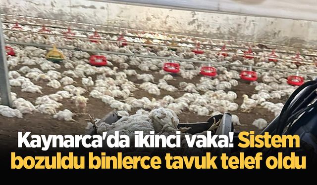 Kaynarca'da ikinci vaka! Sistem bozuldu binlerce tavuk telef oldu