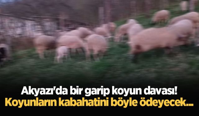 Akyazı’da bir garip koyun davası! Koyunların kabahatini böyle ödeyecek...