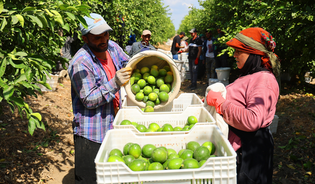 Limon bahçede 8, market ve pazarda 25 lira