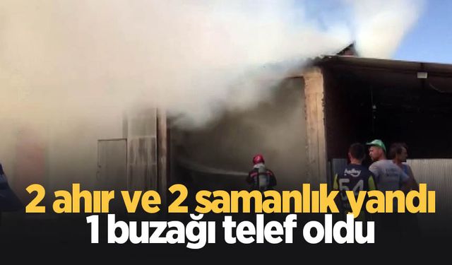 1 buzağı telef oldu, 5 bin balya saman küle döndü