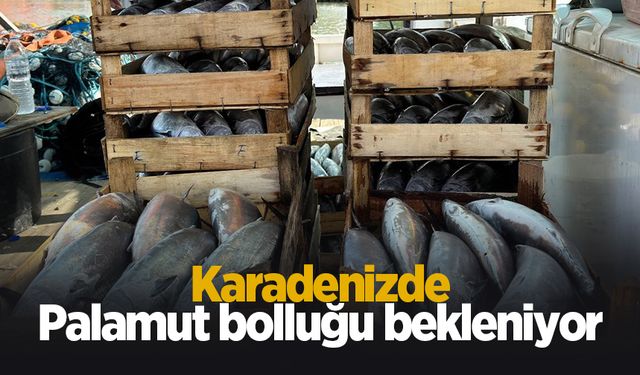 Balıkçılar palamut bolluğu bekliyor