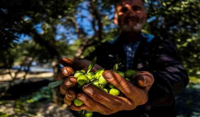 Zeytinin maliyeti hesaplandı