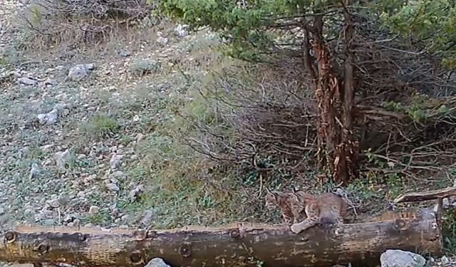 Vaşak yavruları fotokapana takıldı