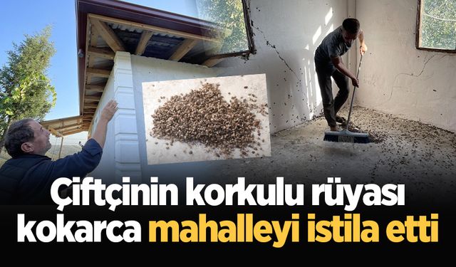 Çiftçinin korkulu rüyası kokarca mahalleyi istila etti