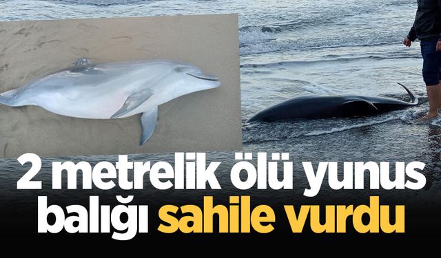 2 metrelik ölü yunus balığı sahile vurdu