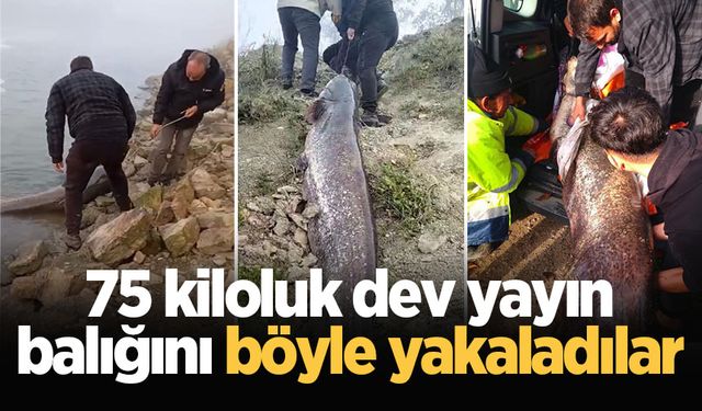 75 kiloluk dev yayın balığını böyle yakaladılar