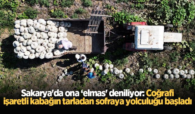 Sakarya'da ona ‘elmas' deniliyor: Coğrafi işaretli kabağın tarladan sofraya yolculuğu başladı